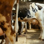Melkveehouders investeren minder in renovatie en verduurzaming
