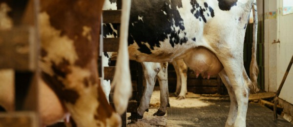 Melkveehouders investeren minder in renovatie en verduurzaming
