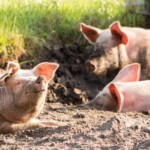 Er zijn niet veel organisaties die in korte tijd een grote groep varkenshouders kunnen bevragen én de taal van de boer spreken.